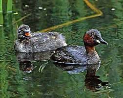 (Tachybaptus ruficollis,