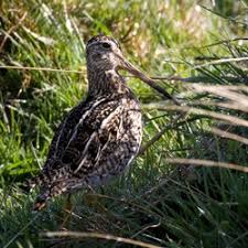 Gallinago hardwickii