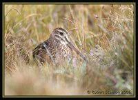 Noble Snipe - Gallinago