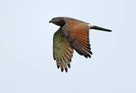 Spizaetus nipalensis,