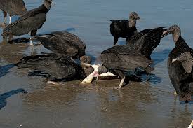 Vulture (Coragyps atratus)
