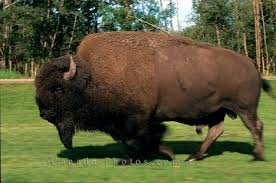 Buffalo Bison Elk Island National ...