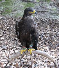 File:Aquila.nipalensis-ZOO.