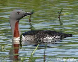Loon - Gavia stellata