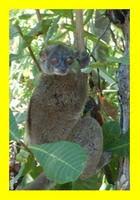 Gray-backed