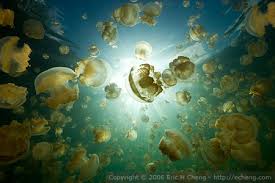 Jellyfish Lake, Palau | Eric