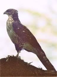 Accipiter melanoleucus