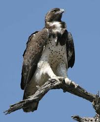 (Polemaetus bellicosus)