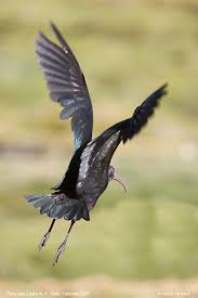 Puna Ibis Plegadis ridgwayi