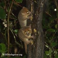 (Microcebus myoxinus) may