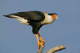 Caracara cheriway (Jacquin