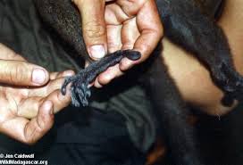 Hapalemur griseus hands