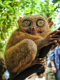 Tarsius syrichta