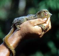 Pygmy marmoset (Callithrix