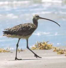 (Numenius americanus)