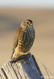 Merlin - Falco columbarius