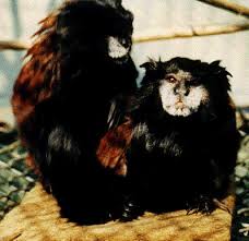 (Saguinus fuscicollis
