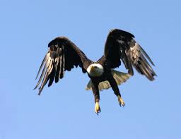 (Haliaeetus leucocephalus)