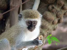 Cercopithecus aethiops,