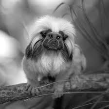 tamarin (Saguinus oedipus)