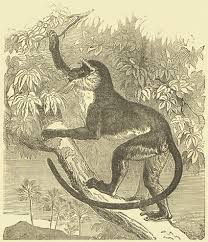 Cercopithecus Diana,