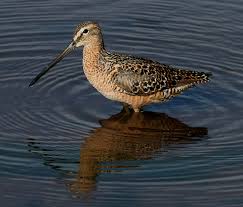 (Limnodromus scolopaceus)