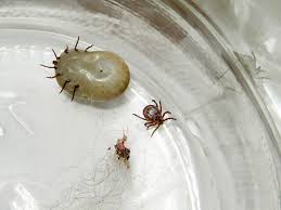 File:Ticks 1.jpg - Wikimedia
