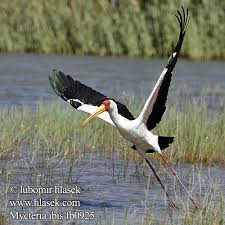 ibis Afrikaanse Nimmerzat