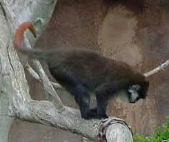 (Cercopithecus ascanius