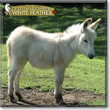 White Feather, the Pet of the Day