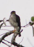 Tiny Hawk - Accipiter