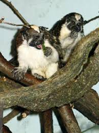 Monkeys don't all think alike