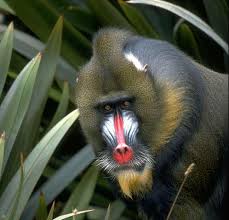 Mammalia: Cercopithecidae