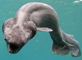 Chlamydoselachus Anguineus