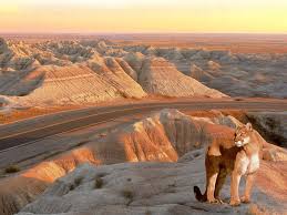 Puma - South Dakota