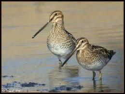 Wilson's Snipe - Gallinago