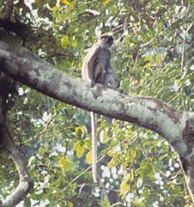 Procolobus verus
