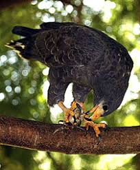 Buteogallus gundlachii.