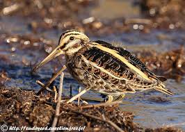 Snipe Lymnocryptes minimus