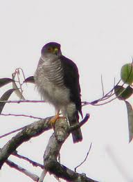 Accipiter superciliosus