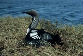 (Gavia arctica) on Nest