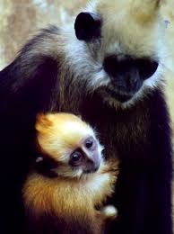 Trachypithecus poliocephalus