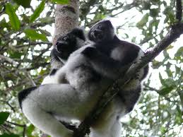 File:Indri+bebe.