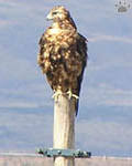 (Buteo ventralis), Lago