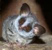 Galagonidae - galagos