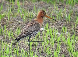 Limosa limosa