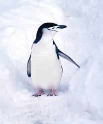 Pygoscelis antarctica