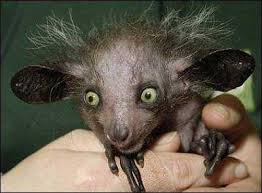 The Aye-aye (Daubentonia