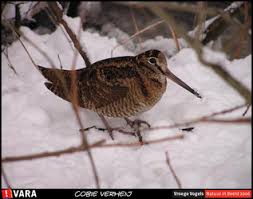 Scolopax mira (Amami
