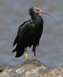 Ibis Geronticus eremita